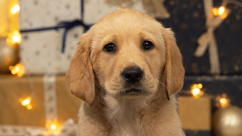 Headshot of Buttons in front of a Christmas background