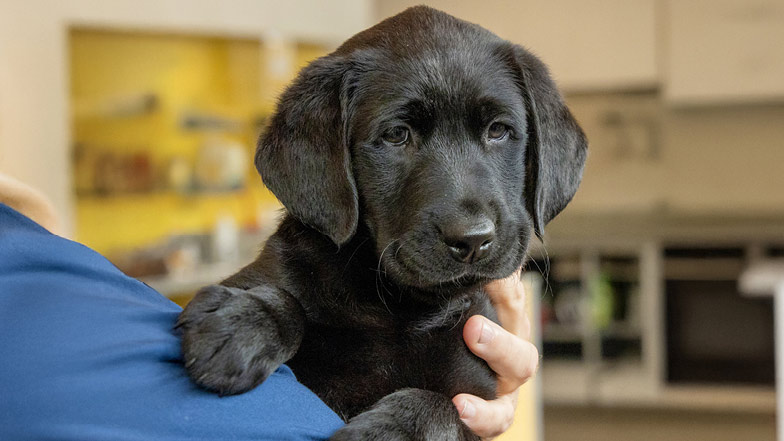 A headshot of black Labrador/retriever cross Clara being held by a Guide Dogs staff member.