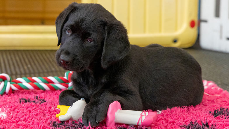 Clara laying down with her Nutcracker mouse toy. Clara laying down with her Nutcracker mouse toy.