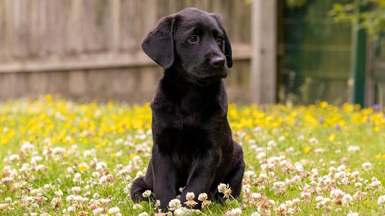 Clara sitting in a grassy field full of dandelions. Clara sitting in a grassy field full of dandelions.