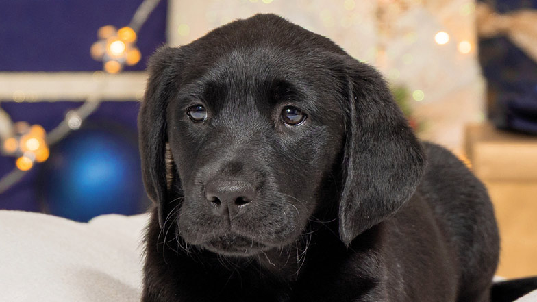 A headshot of black Labrador/retriever cross Clara, in front of Christmas decorations and lights.