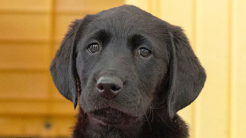 Headshot of black Labrador/retriever cross Clara looking to camera.