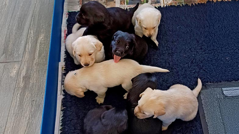 Clara's litter sitting closely together on a dog bed. Clara's litter sitting closely together on a dog bed.