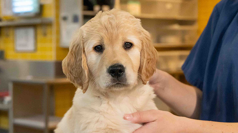 A headshot of Clover while being groomed by a Guide Dogs staff member A headshot of Clover while being groomed by a Guide Dogs staff member