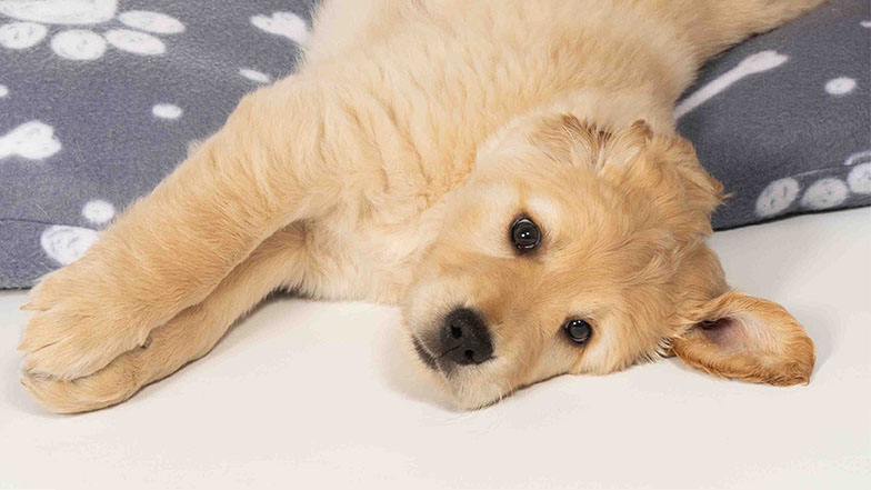 Clover flopping off of a dog bed Clover flopping off of a dog bed