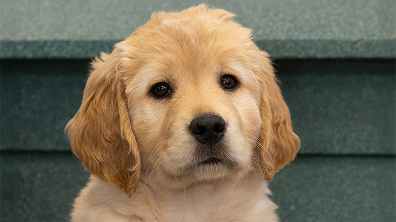 Headshot of guide dog sponsor pup Clover a Labrador/golden retriever.