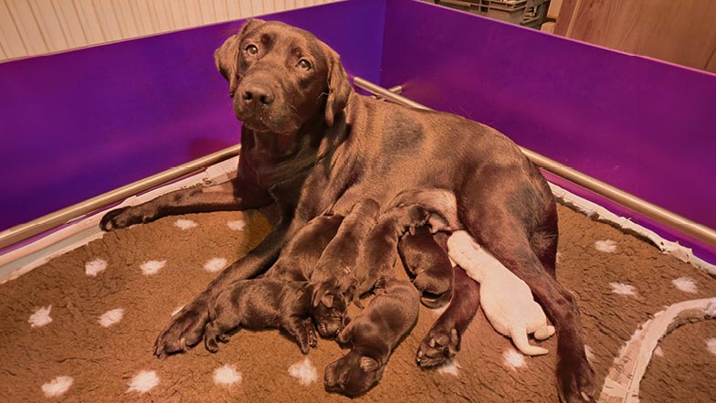 Clyde and his litter lying together with their mum