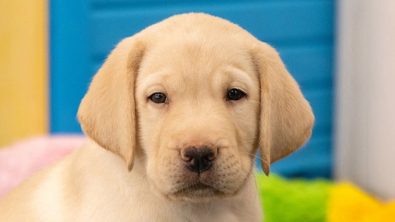 Headshot of Clyde a yellow Labrador 