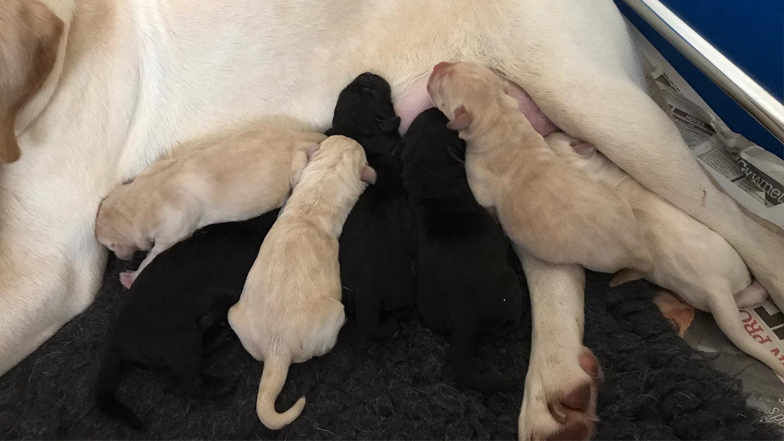 Coco and her litter as newborns feeding from mum