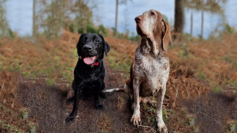 Coco and her new Italian pointer play pal, Nonna sitting off lead in the woods together. 