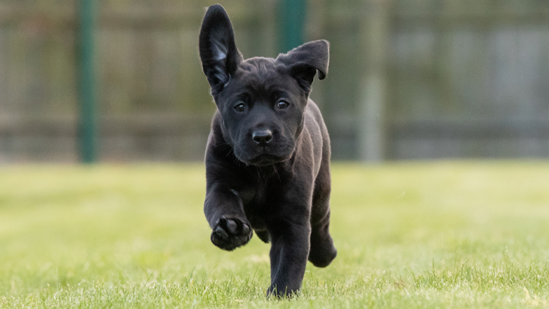 Coco running on the grass with her ears flapping