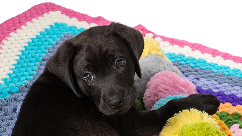 Comet lying down looking to camera Comet lying down looking to camera