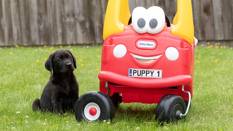 Comet sitting next to an outdoor plastic toy car Comet sitting next to an outdoor plastic toy car