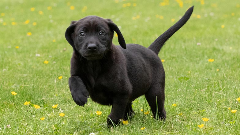 Comet trotting in the grass Comet trotting in the grass