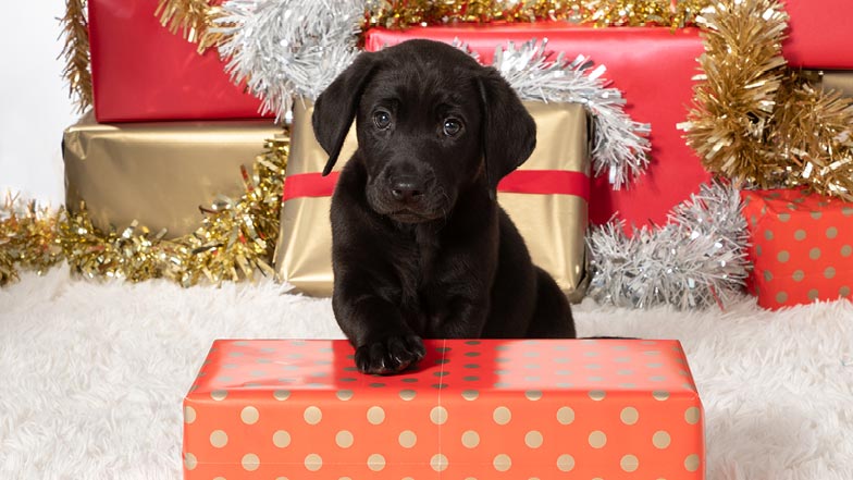 Comet with his paw on a Christmas present Comet with his paw on a Christmas present