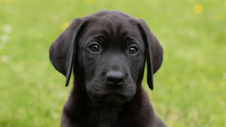 A headshot of guide dog puppy Comet looking at the camera
