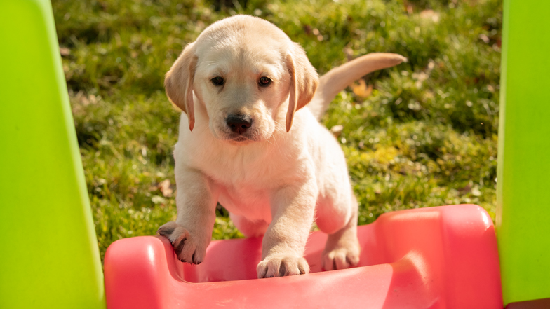 Cooper climbing a playhouse slide Cooper climbing a playhouse slide