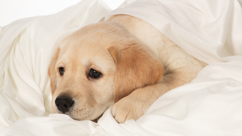 Cooper lying in a white blanket Cooper lying in a white blanket