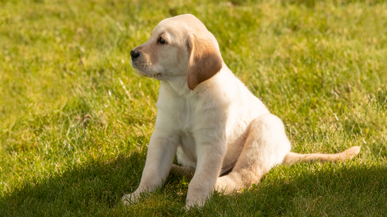 Cooper sitting in the grass Cooper sitting in the grass