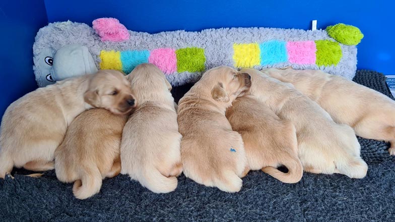 Crumble and her litter lying together in front of a soft toy