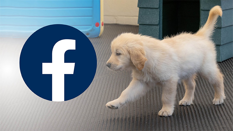 Guide dog puppy Crumble walking in an outside run with her nose pointing to the Facebook logo