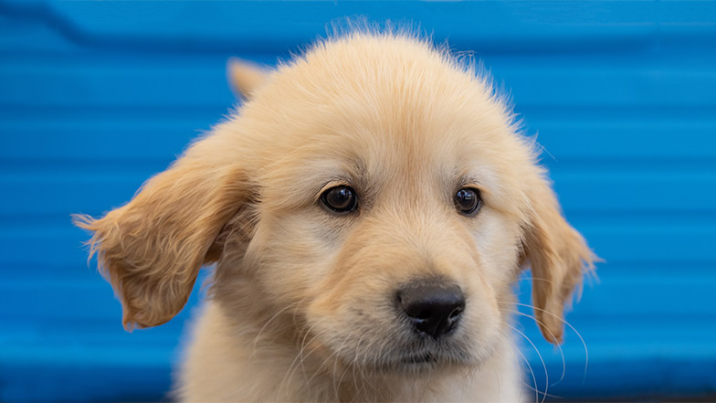 A close up headshot of golden retriever Crumble 