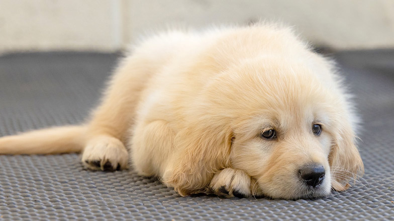 Crumble lying down on an outdoor rubber run Crumble lying down on an outdoor rubber run
