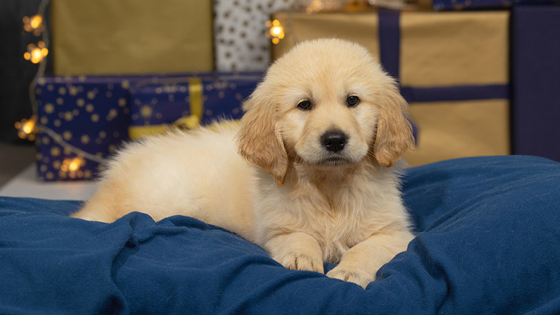 Crumble sitting on a dog bed in front of a stack of Christmas presents Crumble sitting on a dog bed in front of a stack of Christmas presents