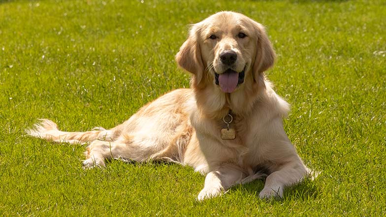 Crumble lying on grass