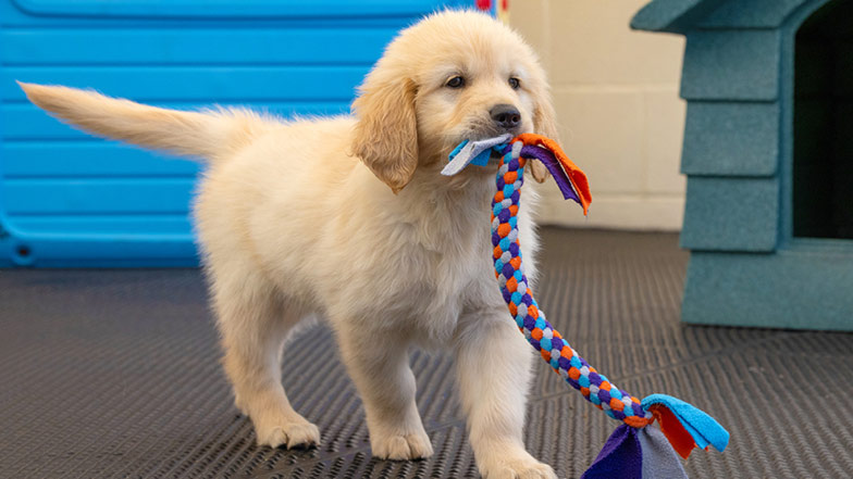 Crumble walking towards camera with a rope toy in her mouth Crumble walking towards camera with a rope toy in her mouth