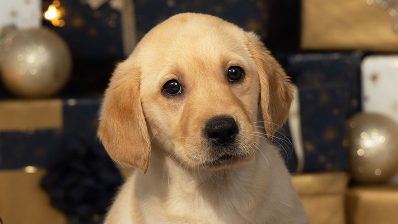 Headshot of Custard a golden retriever/Labrador in front of a Christmas background