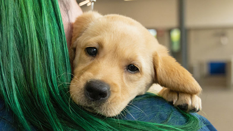 Golden retriever/Labrador Custard with her head resting on a Guide Dogs' staff members shoulder