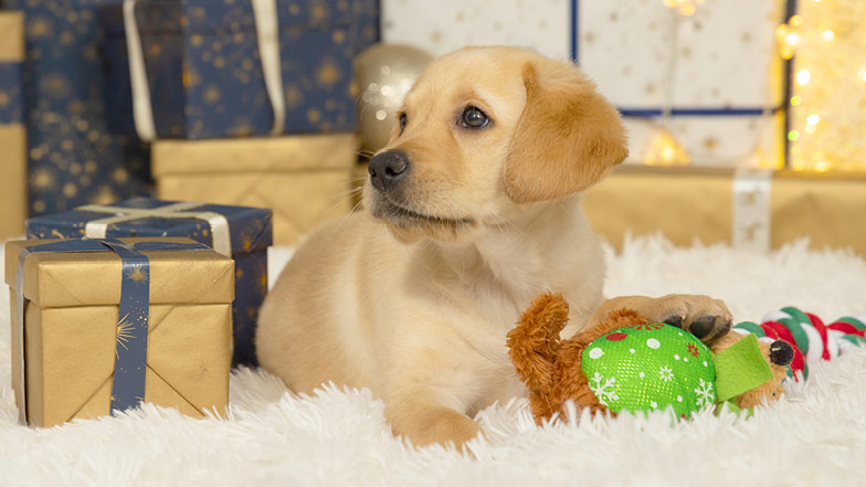 Custard lying in front of wrapped Christmas presents