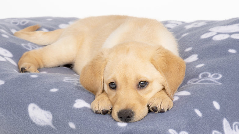 Custard lying on a dog bed looking to camera