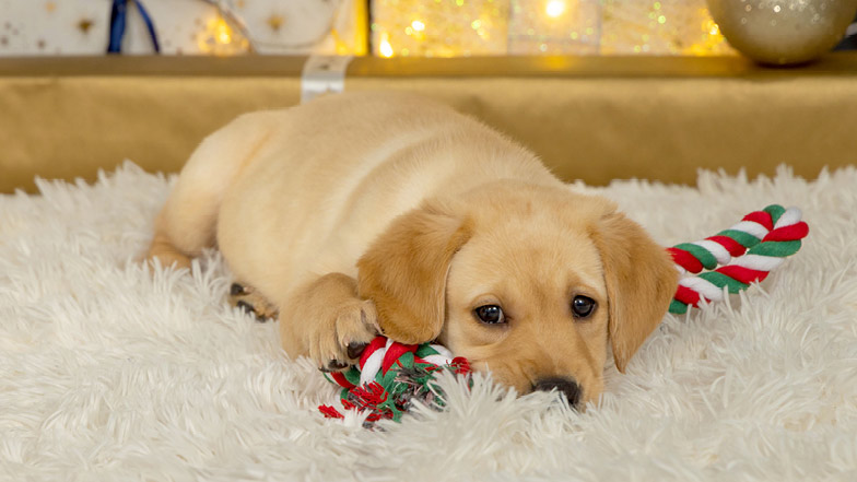 Custard lying on a fluffy blanket with a brightly coloured tug toy