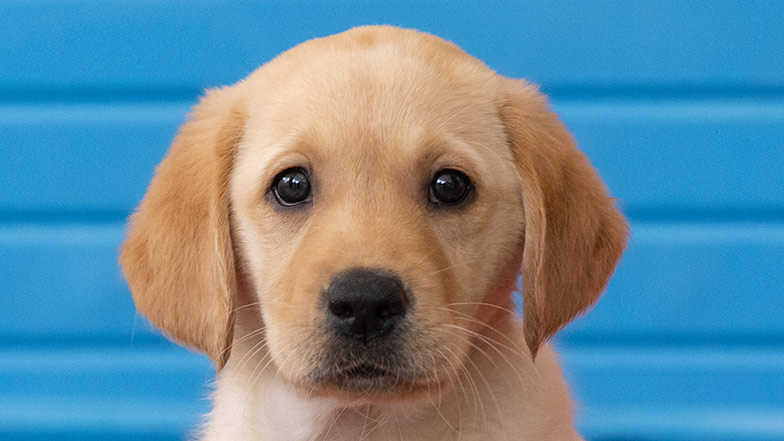 Headshot of Custard a golden retriever/Labrador