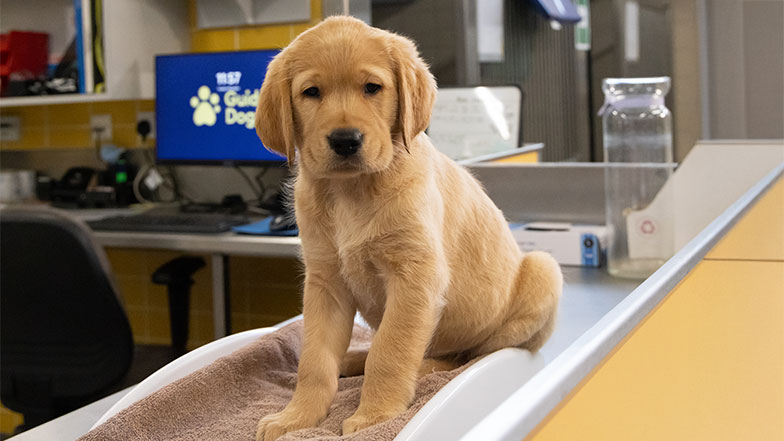 Darcy sitting patiently on the weighing scales. Darcy sitting patiently on the weighing scales.