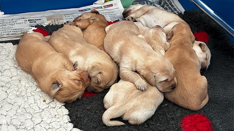 Darcy and her littermates snuggling together. Darcy and her littermates snuggling together.