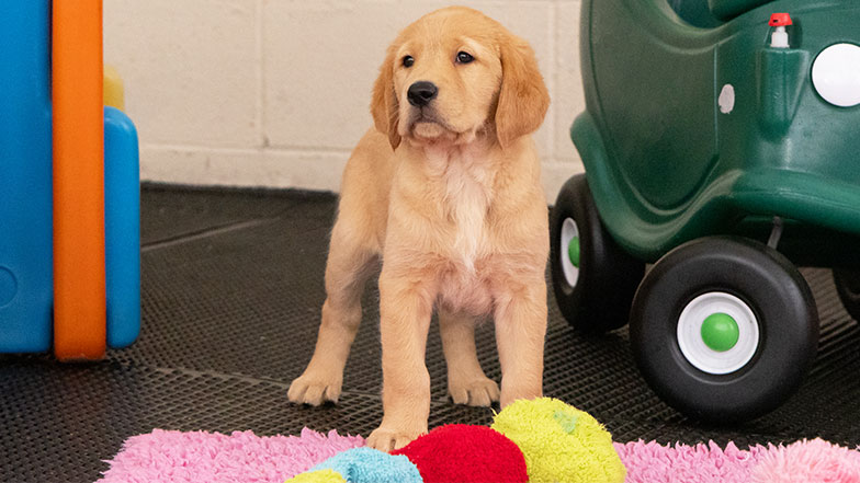 Darcy standing next to a toy car, looking to the left of the camera. Darcy standing next to a toy car, looking to the left of the camera.