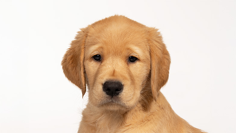 Headshot of Labrador/retriever cross Darcy. Headshot of Labrador/retriever cross Darcy.