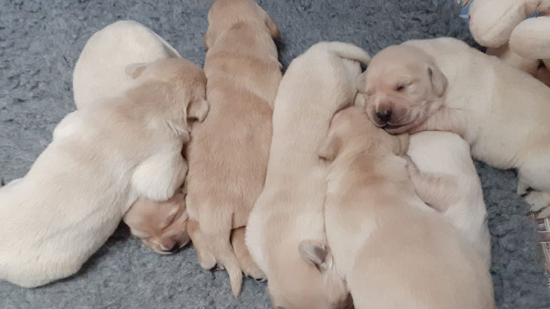 Derek as a small pup snuggling with his siblings