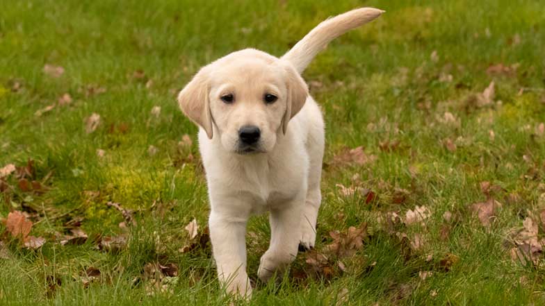 Derek playing in the grass and looking towards the camera Derek playing in the grass and looking towards the camera