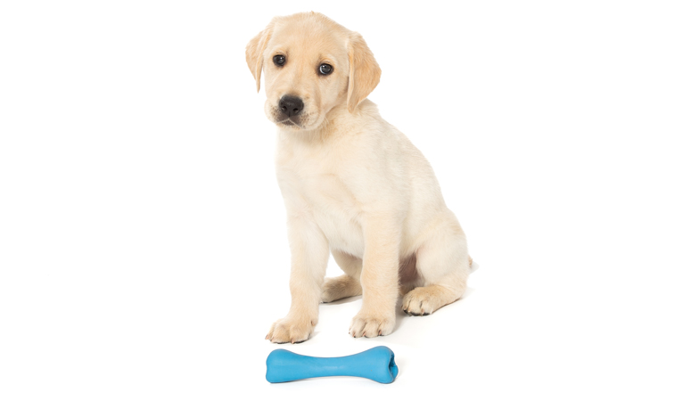 Derek with a blue toy bone looking towards the camera Derek with a blue toy bone looking towards the camera