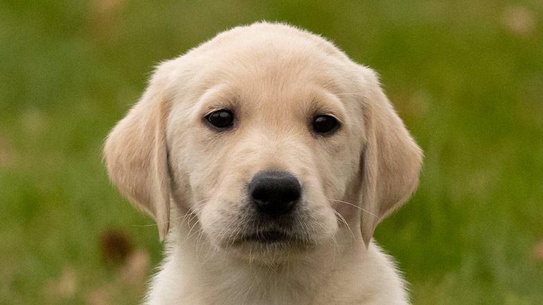 A headshot of guide dog puppy Derek looking at the camera
