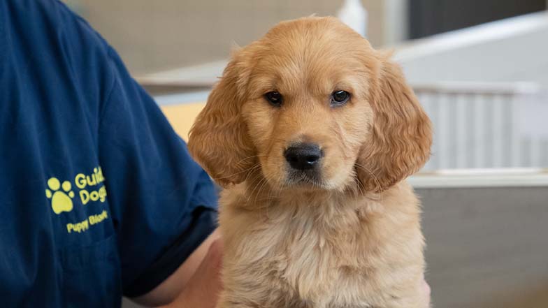 Close up of Dexter looking towards the camera Close up of Dexter looking towards the camera