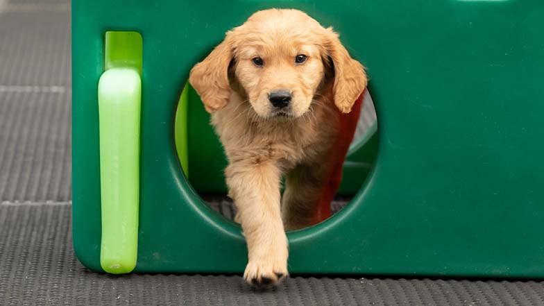 Dexter exploring a green toy playhouse Dexter exploring a green toy playhouse