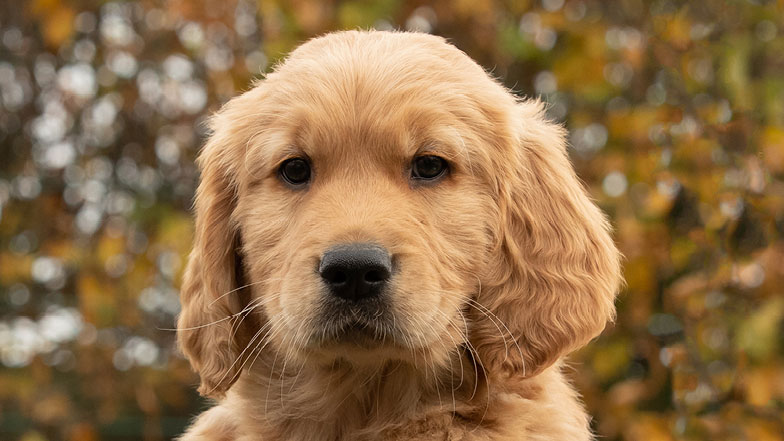 Headshot of guide dog puppy Dexter looking at the camera