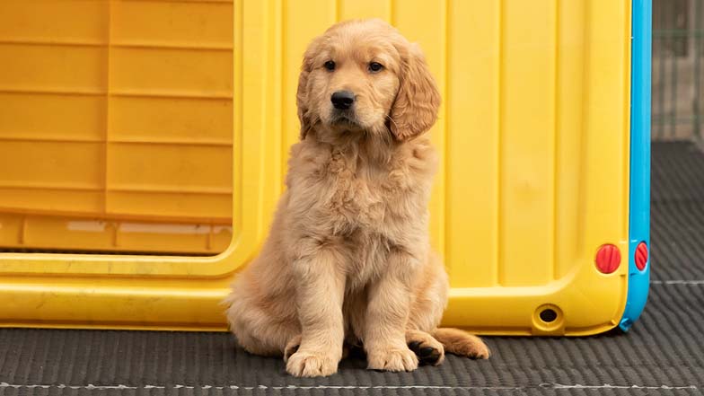 Dexter sitting in front of a yellow playhouse