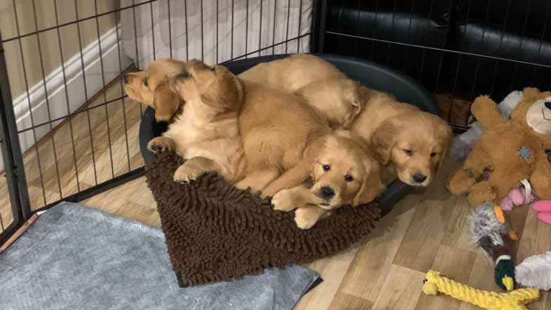 Dexter's litter all cuddled together in a dog bed