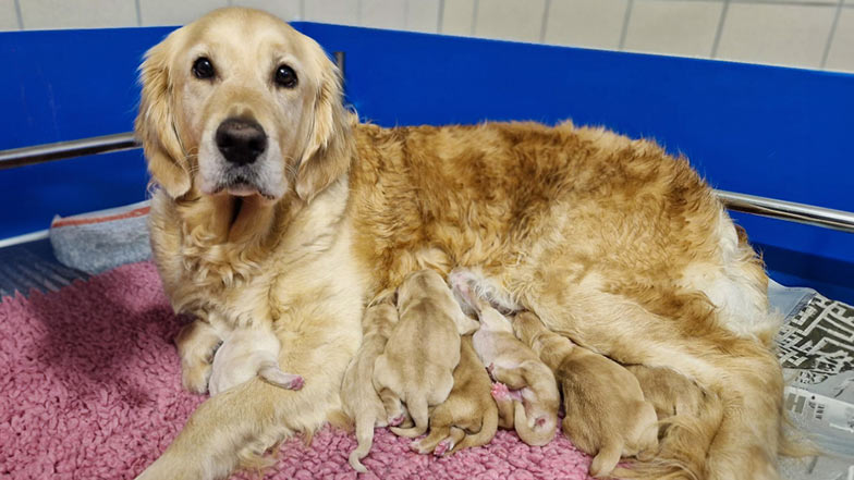 Doris and her litter lying together with their mum